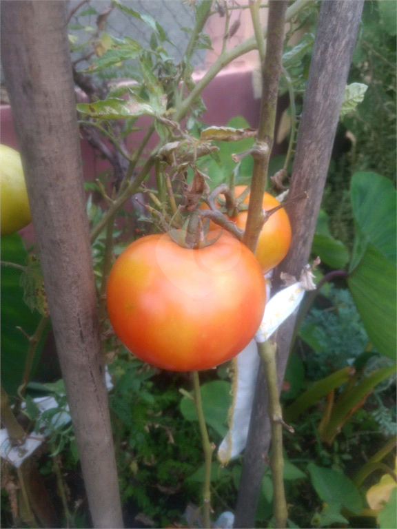 Venda Chácara Itupeva Parque Dos Cafezais I REO1034709 13