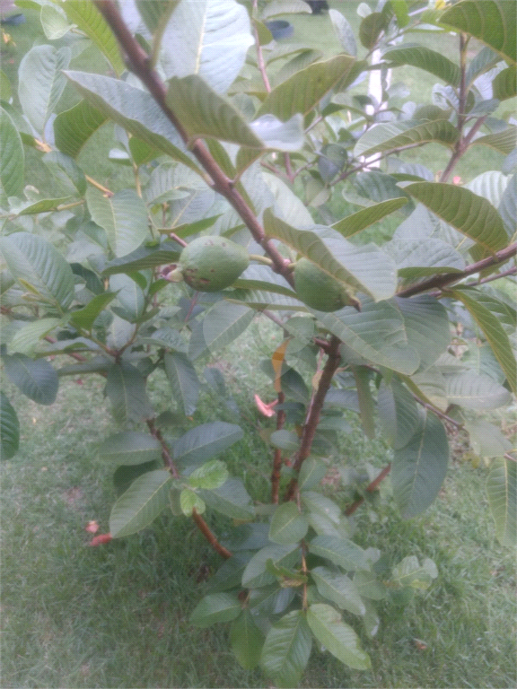 Venda Chácara Itupeva Parque Dos Cafezais I REO1034709 14