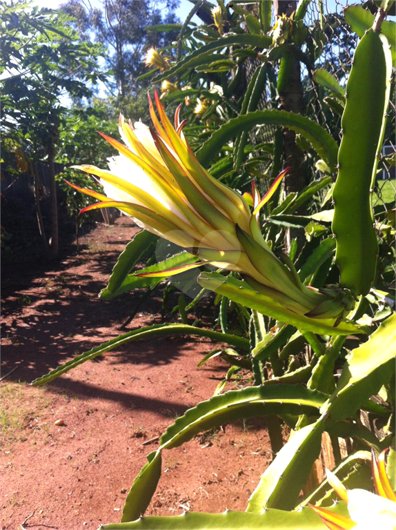 Venda Chácara Araraquara Parque Planalto REO1036877 49