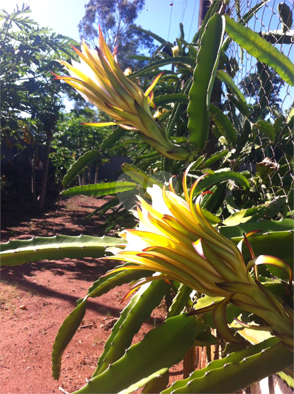 Venda Chácara Araraquara Parque Planalto REO1036877 54