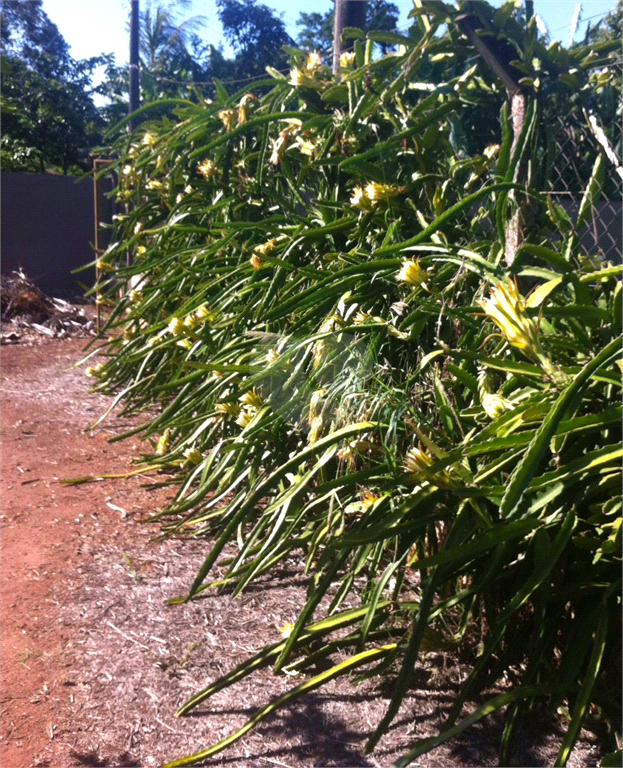 Venda Chácara Araraquara Parque Planalto REO1036877 47