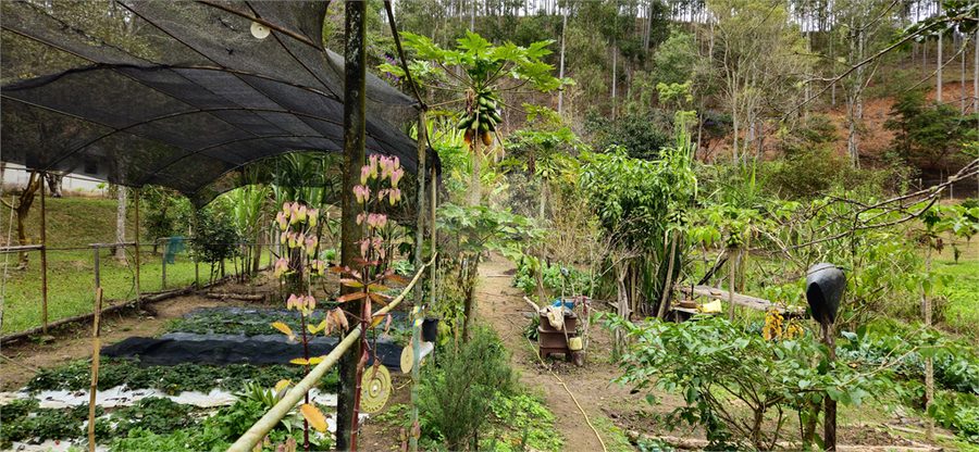 Venda Sítio Natividade Da Serra Centro REO1039000 56