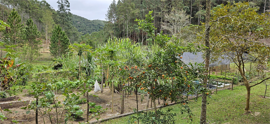 Venda Sítio Natividade Da Serra Centro REO1039000 52