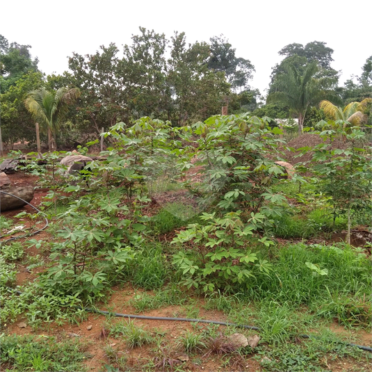 Venda Chácara Sinop Área Rural De Sinop REO1039067 2