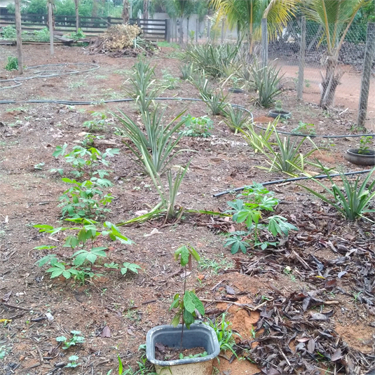 Venda Chácara Sinop Área Rural De Sinop REO1039067 5