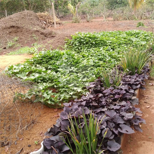 Venda Chácara Sinop Área Rural De Sinop REO1039067 15