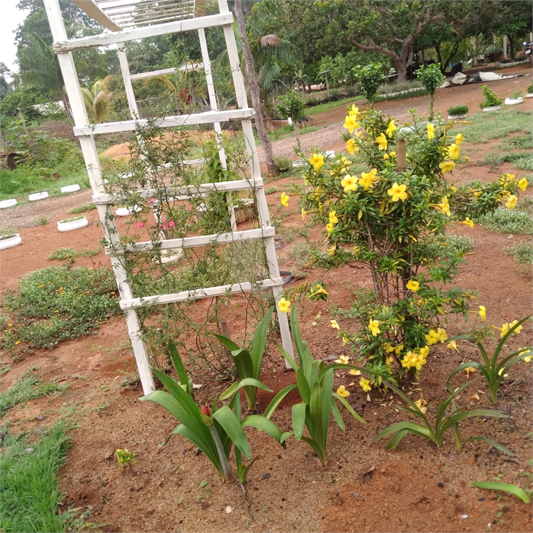 Venda Chácara Sinop Área Rural De Sinop REO1039067 13