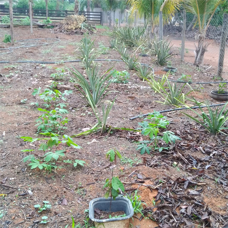 Venda Chácara Sinop Área Rural De Sinop REO1039067 17