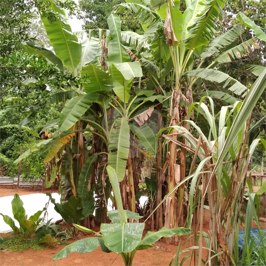 Venda Chácara Sinop Área Rural De Sinop REO1039067 6