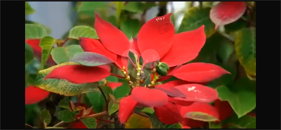 Venda Condomínio Araçoiaba Da Serra Village Ipanema REO1039340 22