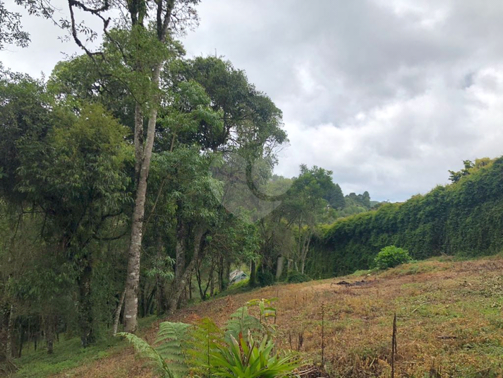 Venda Terreno Campos Do Jordão Vila Inglesa REO1048532 11