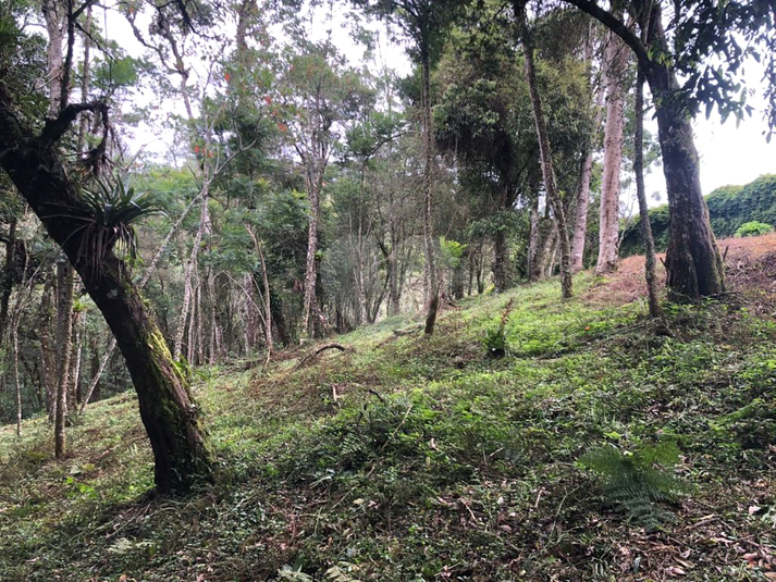 Venda Terreno Campos Do Jordão Vila Inglesa REO1048532 9