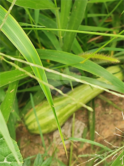 Venda Chácara Indaiatuba Chácaras Videiras De Itaici REO1050284 20