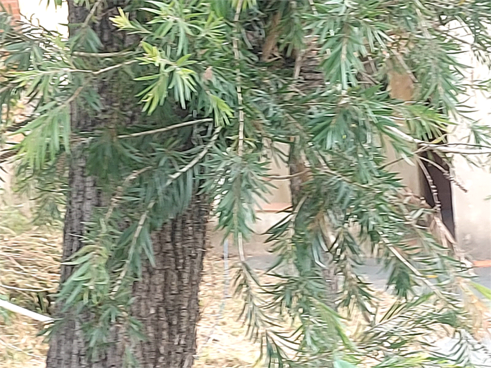 Foto REO1053129