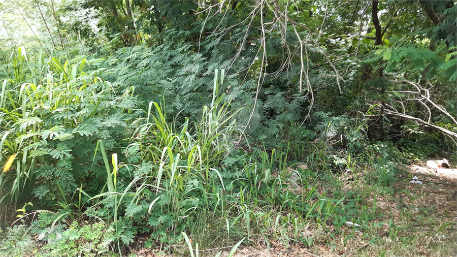 Venda Terreno Niterói Serra Grande REO1054235 16