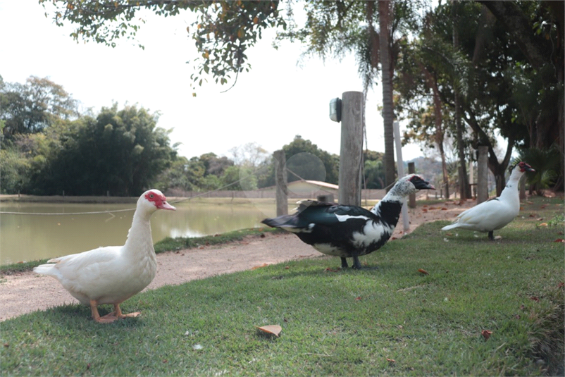 Foto REO1058950