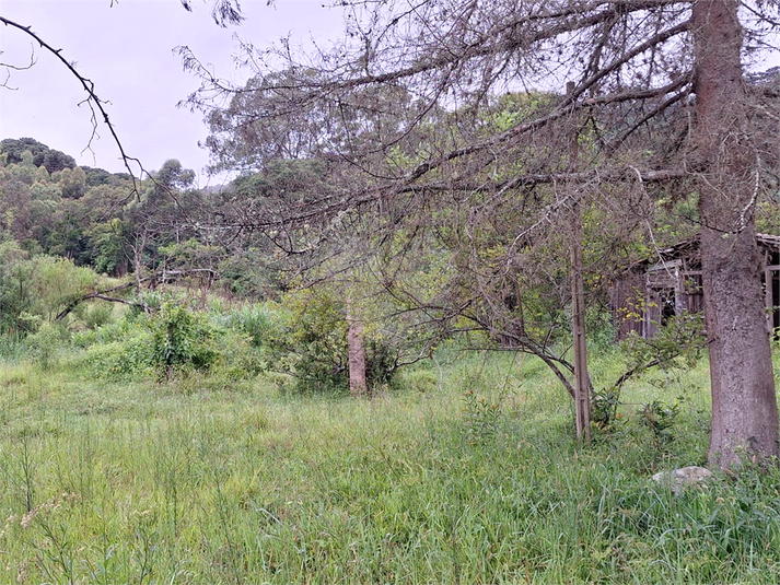 Foto REO1059773