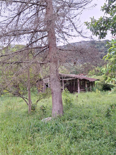 Foto REO1059773