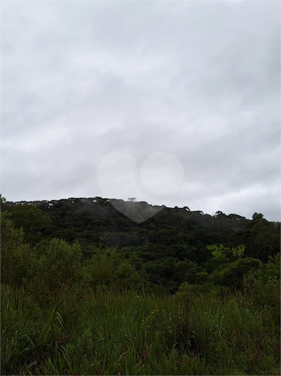 Foto REO1059773