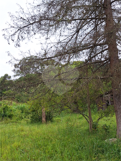 Foto REO1059773