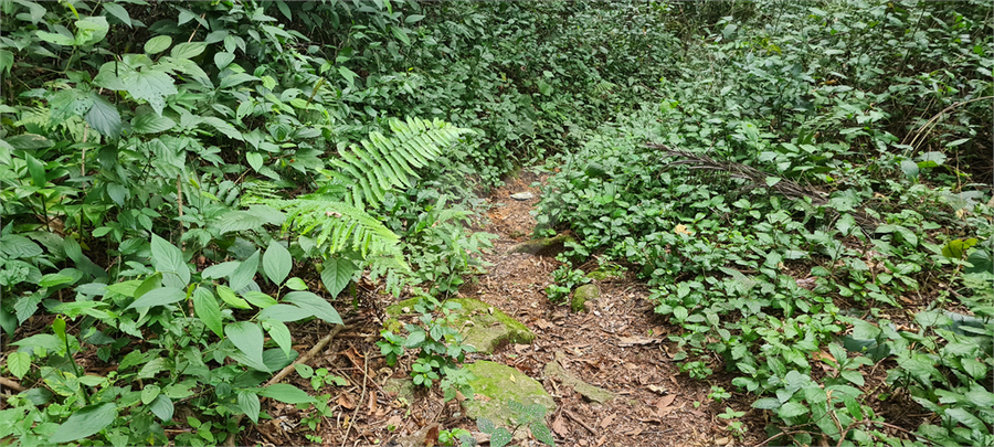 Venda Terreno Mairiporã Caraguatá REO1062051 4