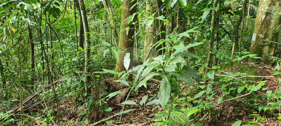 Venda Terreno Mairiporã Caraguatá REO1062051 7