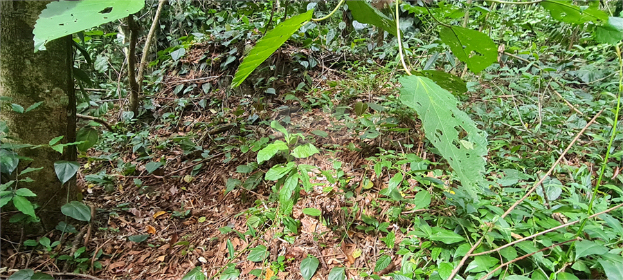 Venda Terreno Mairiporã Caraguatá REO1062051 18