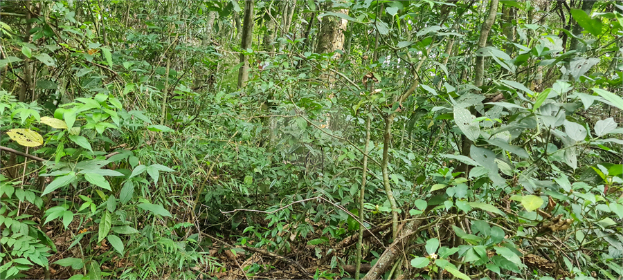 Venda Terreno Mairiporã Caraguatá REO1062051 26