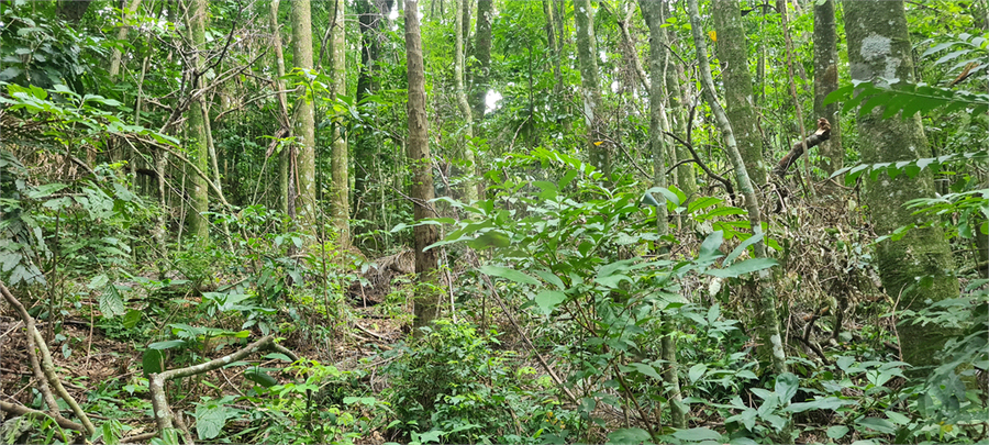 Venda Terreno Mairiporã Caraguatá REO1062051 9