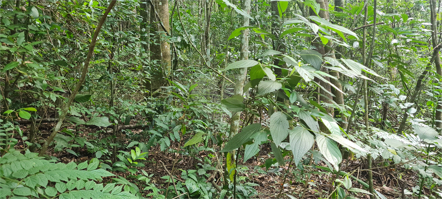 Venda Terreno Mairiporã Caraguatá REO1062051 21