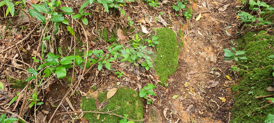 Venda Terreno Mairiporã Caraguatá REO1062051 5