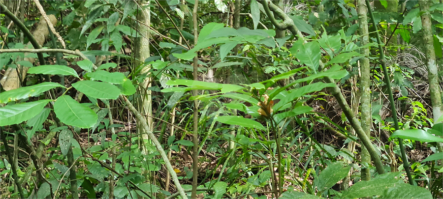 Venda Terreno Mairiporã Caraguatá REO1062051 14