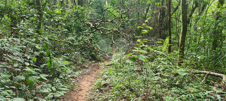 Venda Terreno Mairiporã Caraguatá REO1062051 24