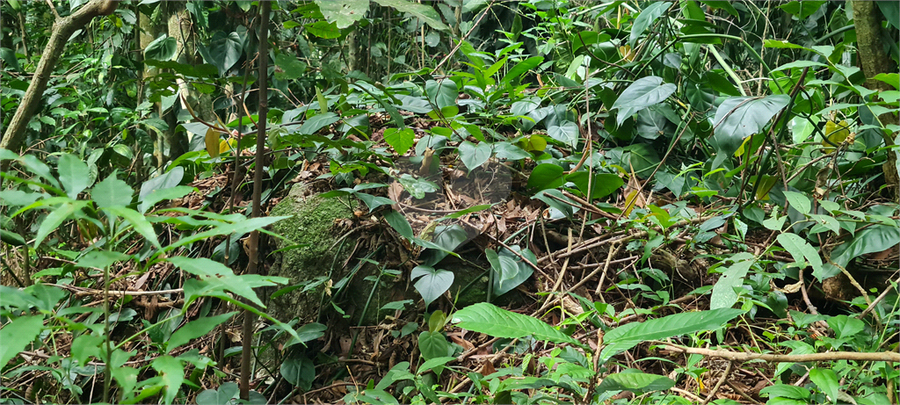 Venda Terreno Mairiporã Caraguatá REO1062051 17