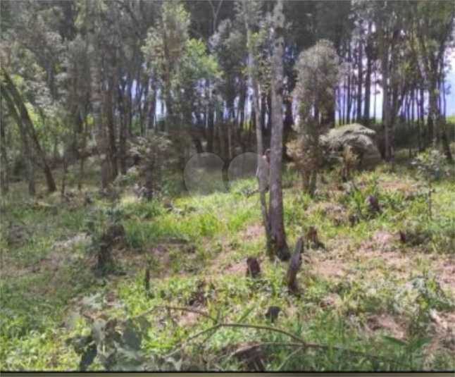 Venda Chácara Bocaiúva Do Sul Jardim Santo Antônio REO1062733 15