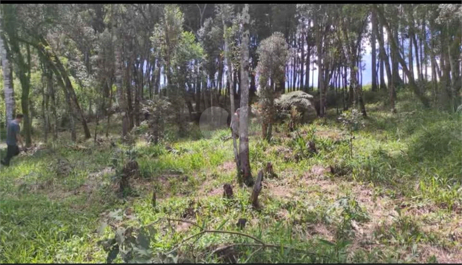 Venda Chácara Bocaiúva Do Sul Jardim Santo Antônio REO1062733 3