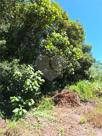 Foto REO1065251