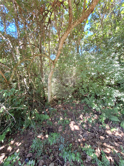 Foto REO1065251
