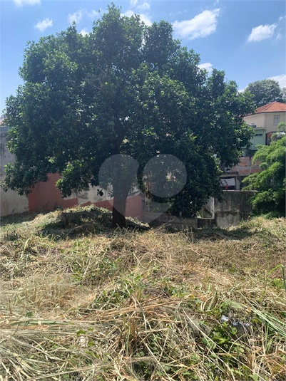 Foto REO1065841
