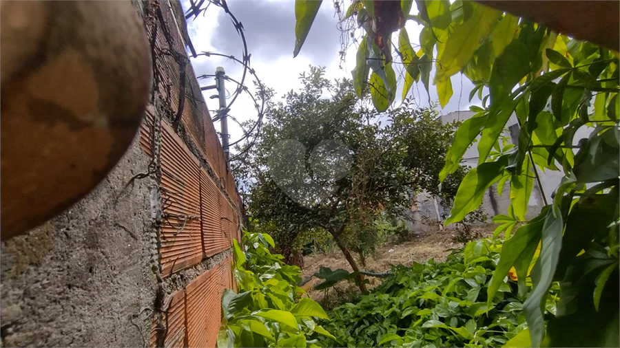 Foto REO1069475