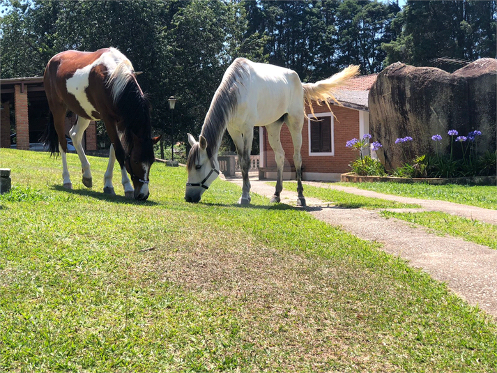 Foto REO1073745