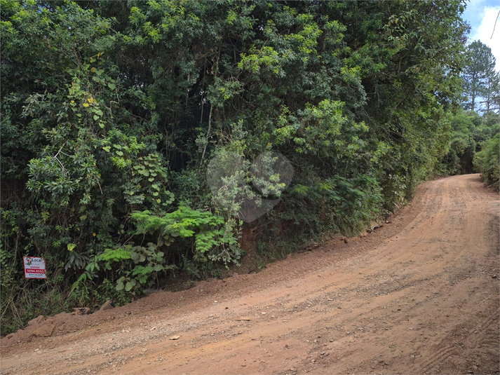Foto REO1074483
