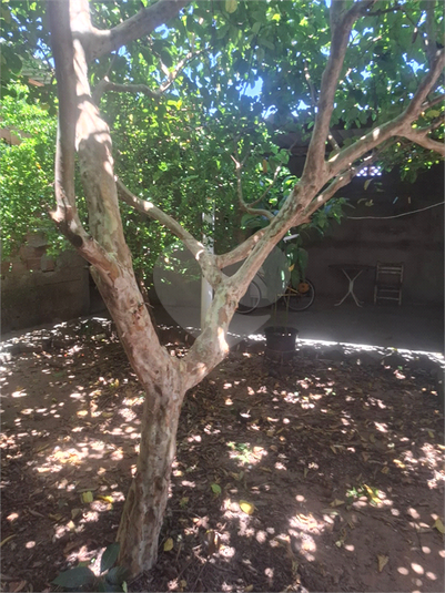 Foto REO1075484