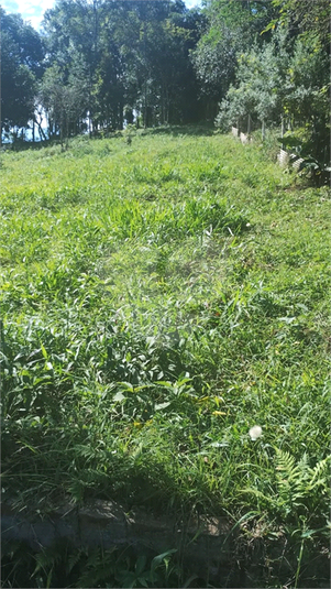 Foto REO1078887