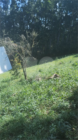 Foto REO1078887