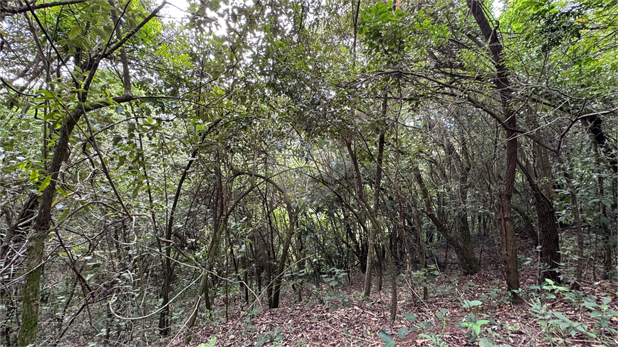Foto REO1084830
