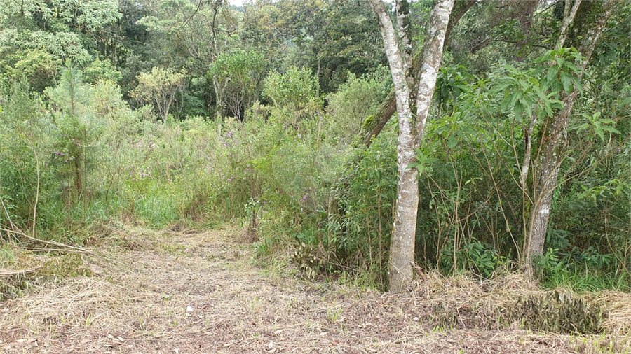 Foto REO1086602