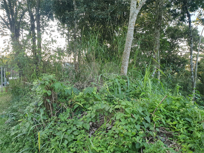 Foto REO1087240