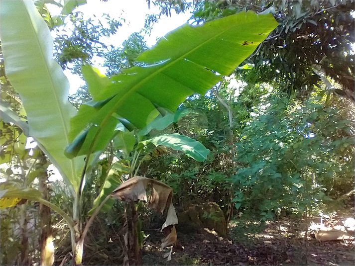 Foto REO1087473