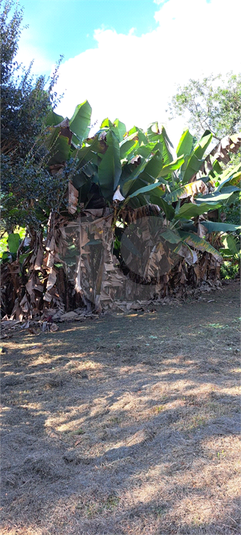 Foto REO1088687